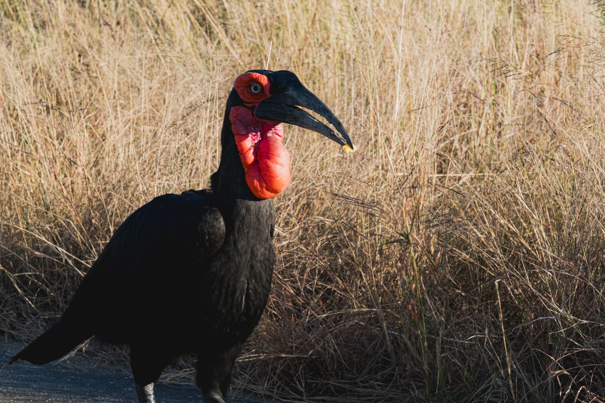 Southern ground hornbill with vibrant red facial skin standing on a road in African grassland.