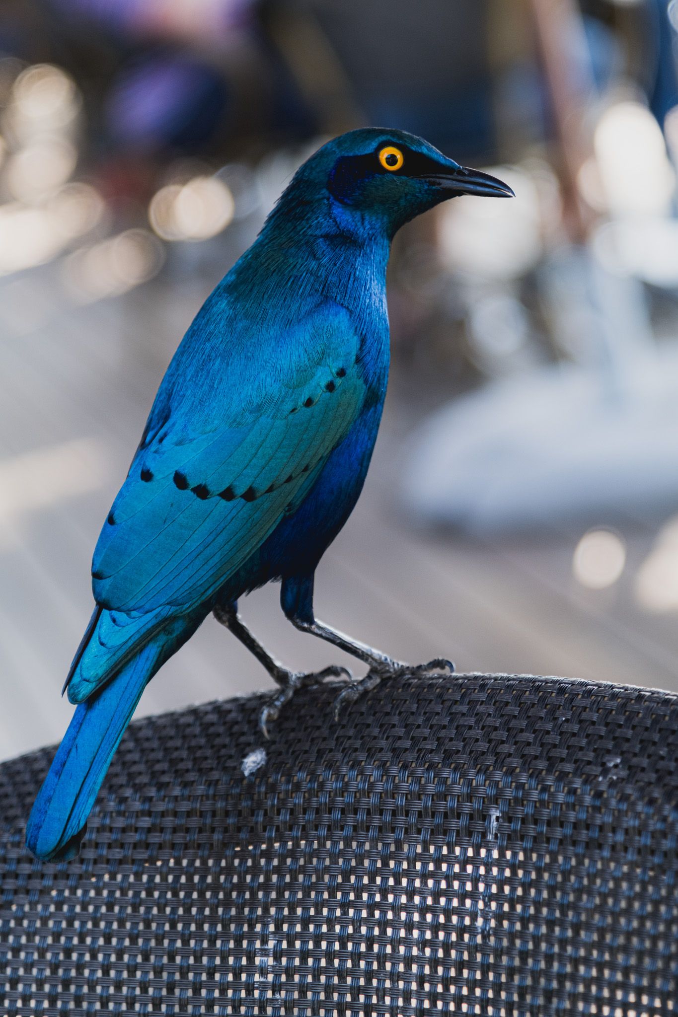 Vibrant blue Cape glossy starling with yellow eye perched on a wicker chair back.