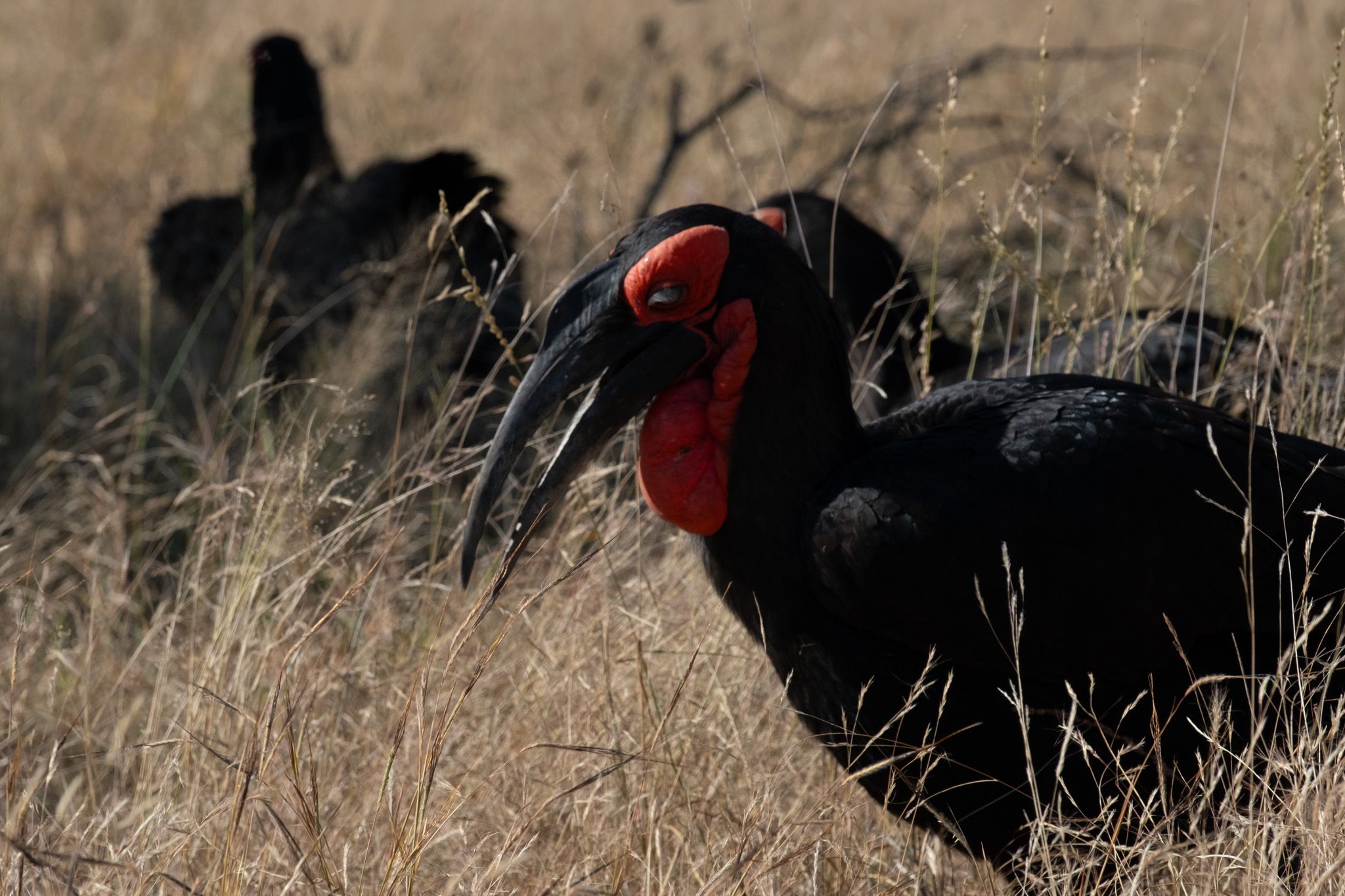 Southern ground hornbill with striking red face patch foraging in dry African savanna grass.