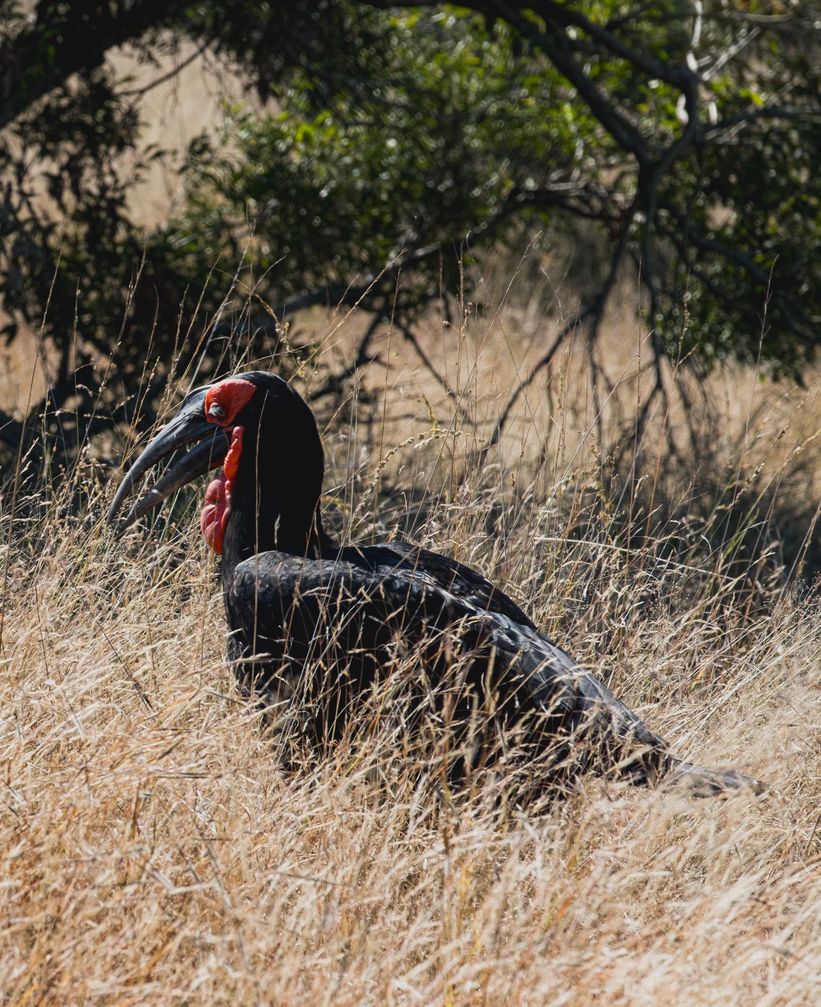 A Southern Ground Hornbill with vivid red facial skin stands among dry golden grass in African savanna.