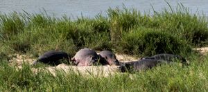 A group of hippos resting on a sandy riverbank surrounded by lush green grass near water.