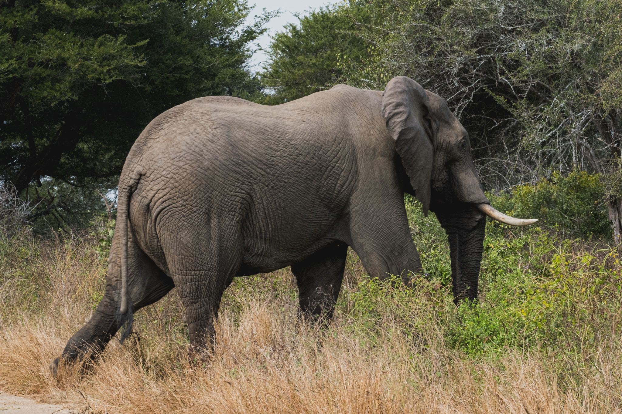 A large African elephant with ivory tusks walking through dry savanna grassland near green shrubs.