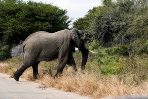A massive African elephant with tusks crossing a road beside dense green bush in the wild.
