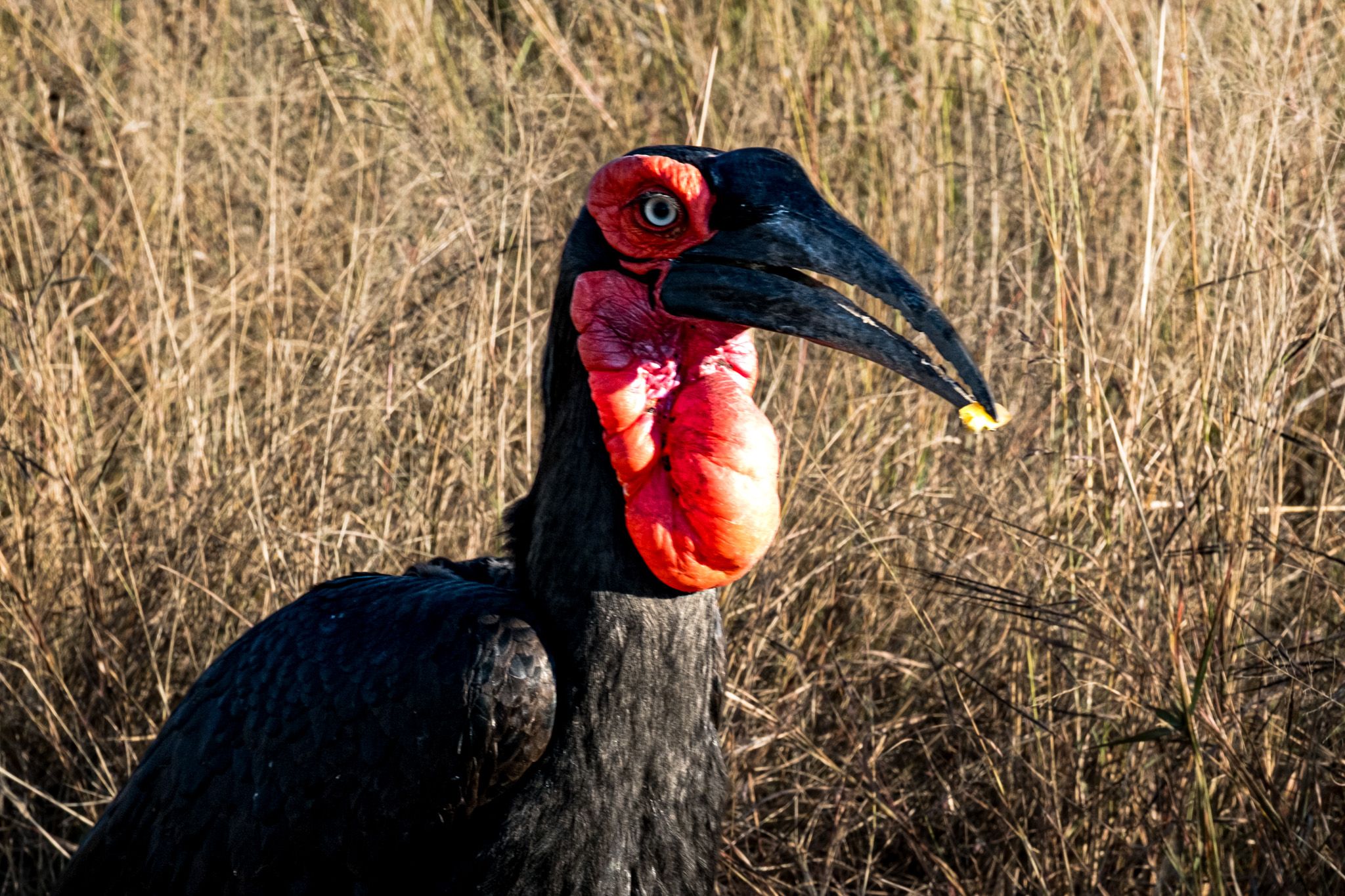Close-up of a Southern Ground Hornbill with striking red face and curved beak in dry grass.