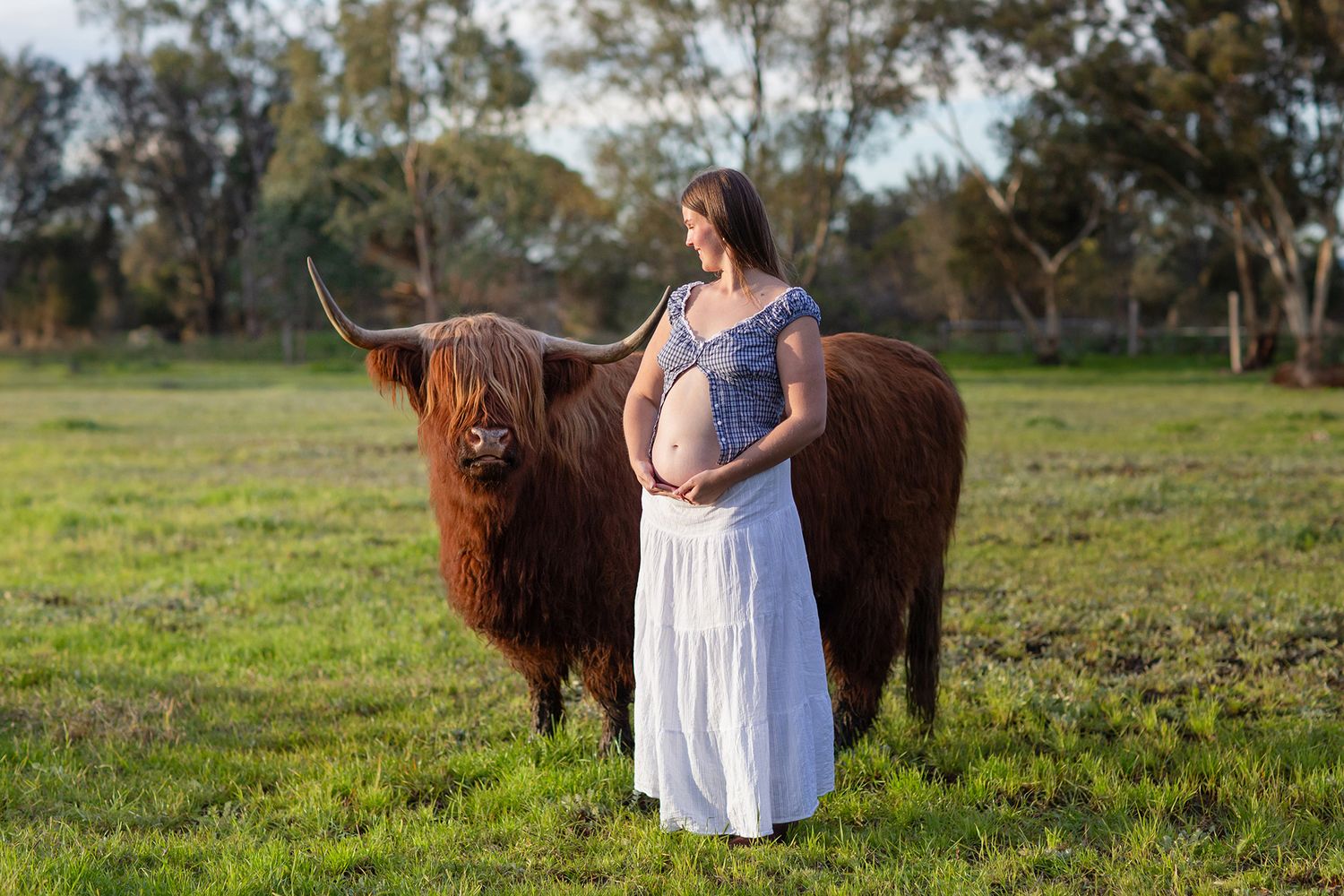 Mum to be holding baby bump standing next to a highland cow in an open paddock at golden hour during a maternity session in Perth