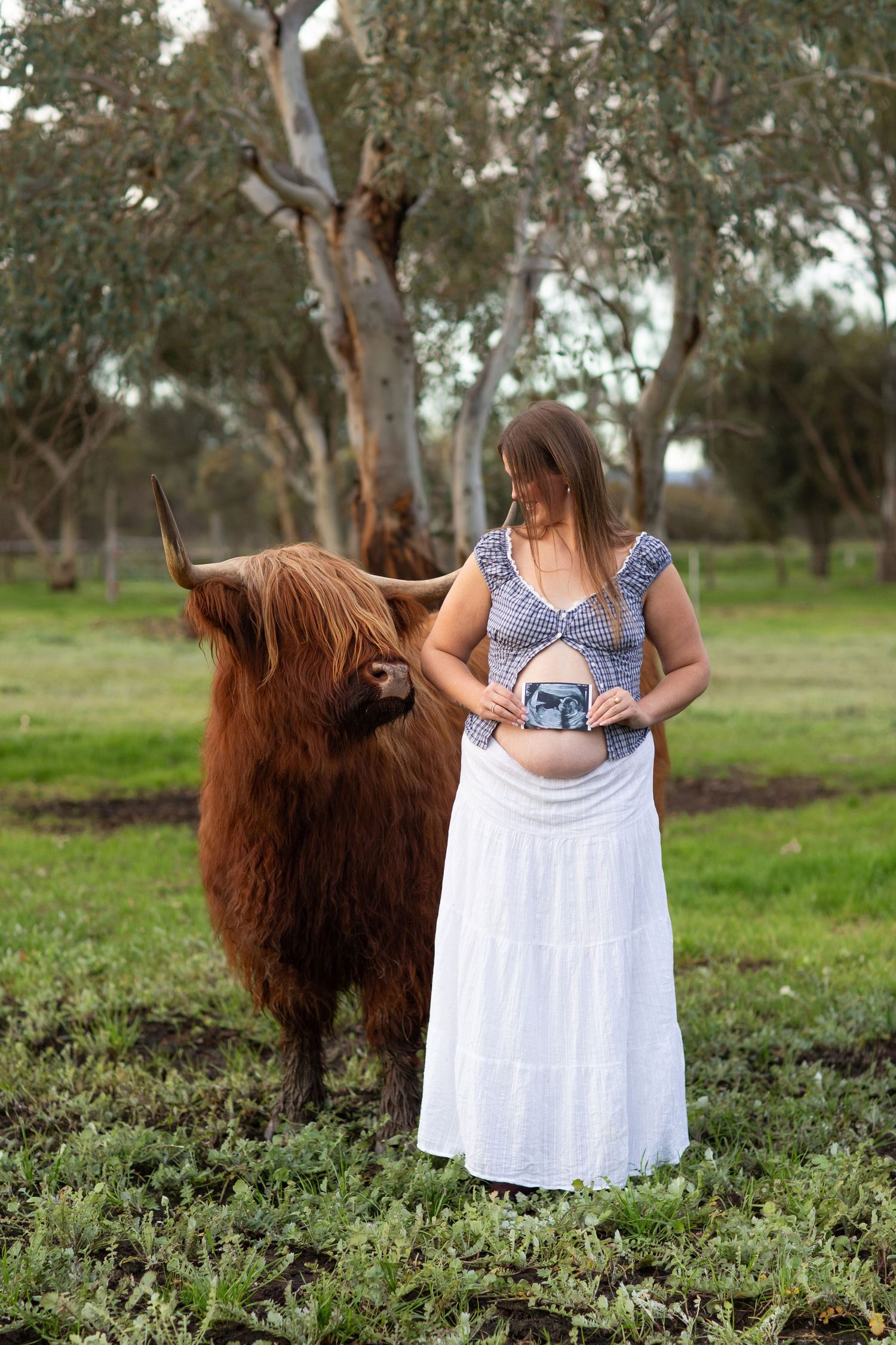 Mum to be holding baby bump standing next to a highland cow in an open paddock at golden hour during a maternity session in Perth