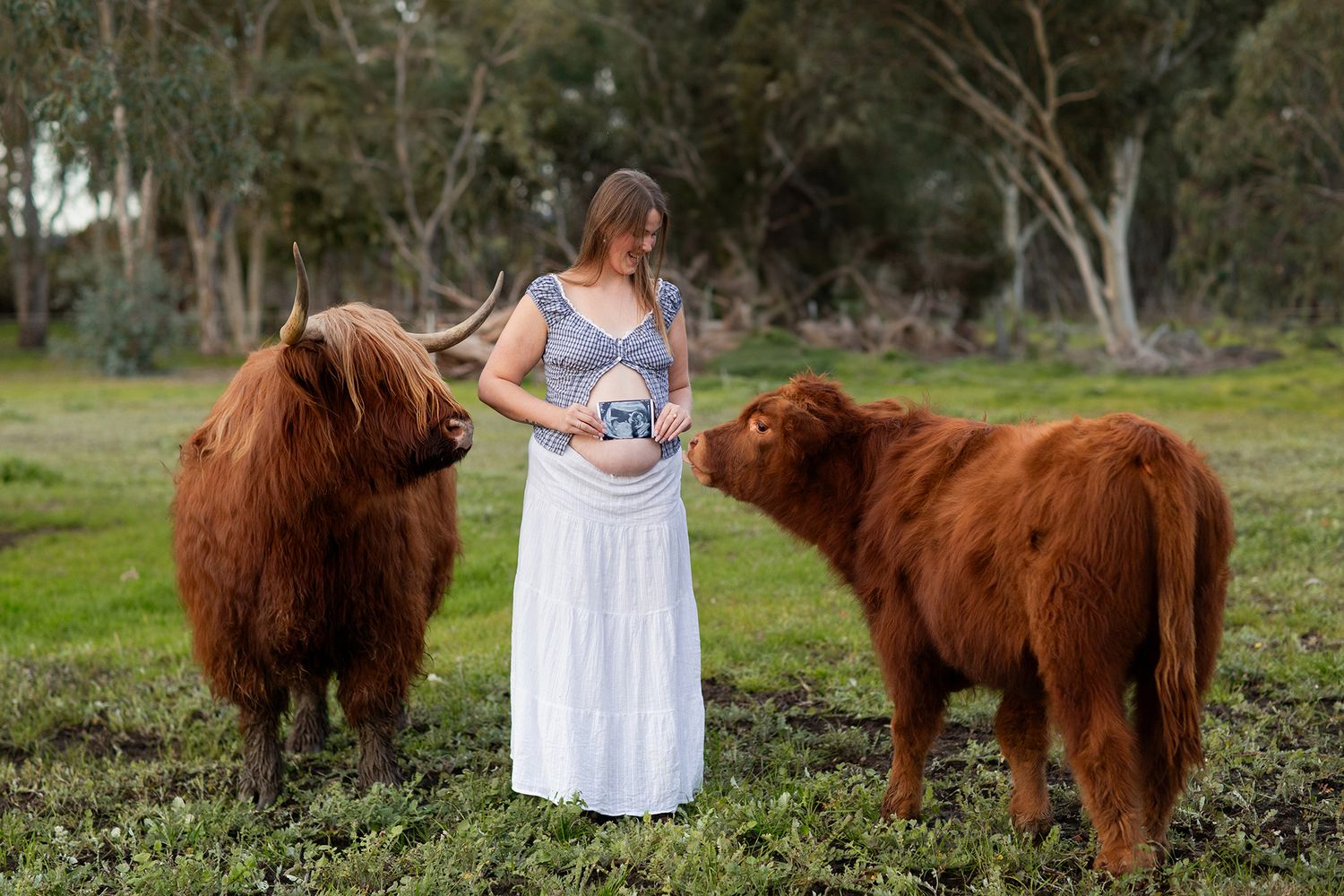 Pregnant woman holding her baby scan while surrounded by highland cows in Perth