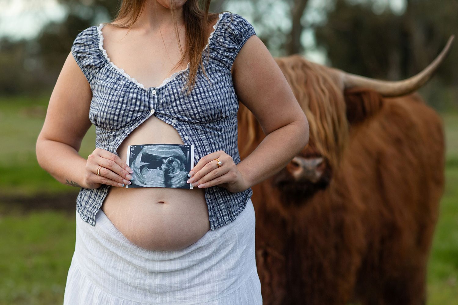 Baby scan photo on top of baby bump with a highland cow next to mum to be during maternity session in Perth