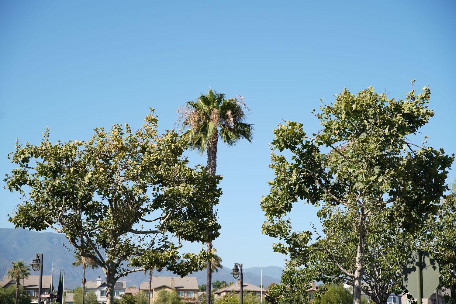 Palm tree and leafy green trees against a clear blue sky with mountains in the background.