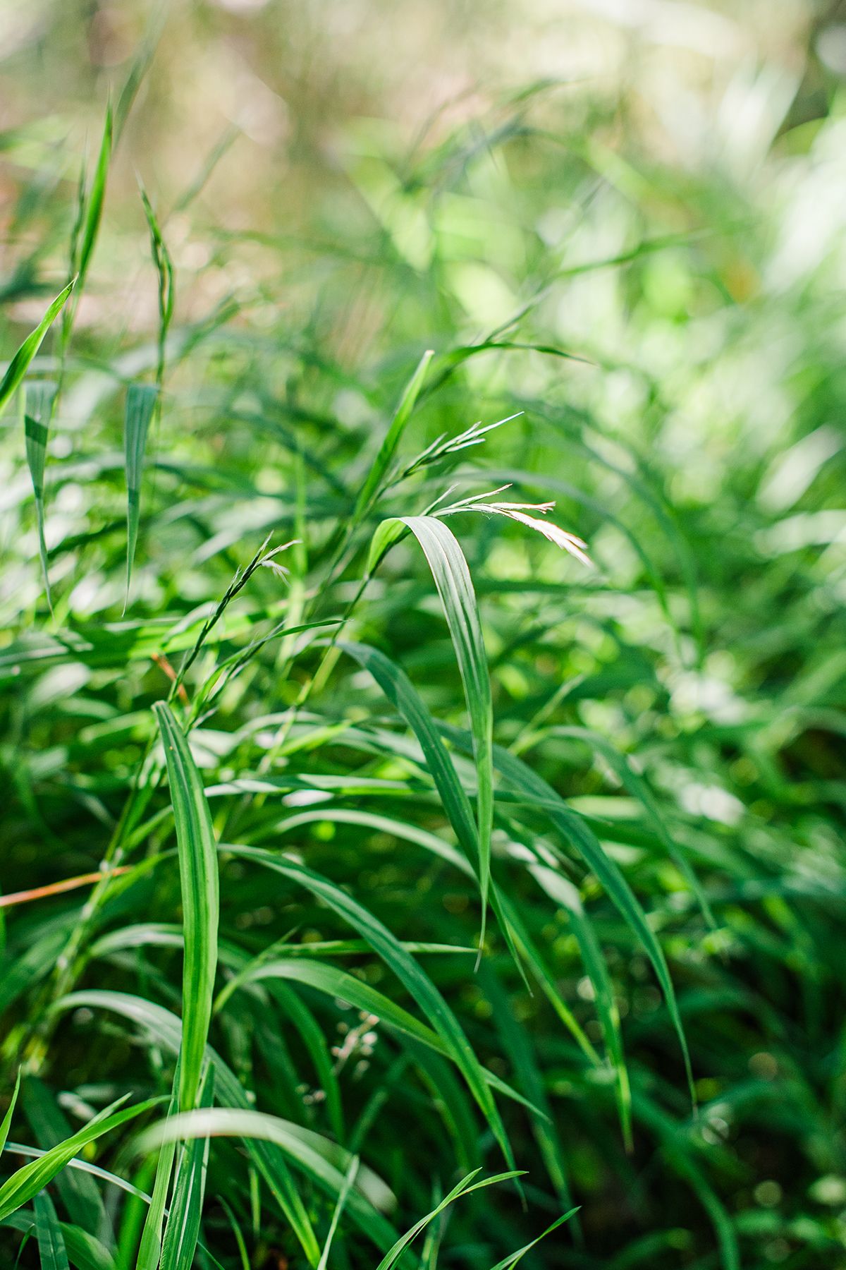 Close-up of false brome seed head in green meadow with soft bokeh background by fine art nature photographer Kathryn Hopkins