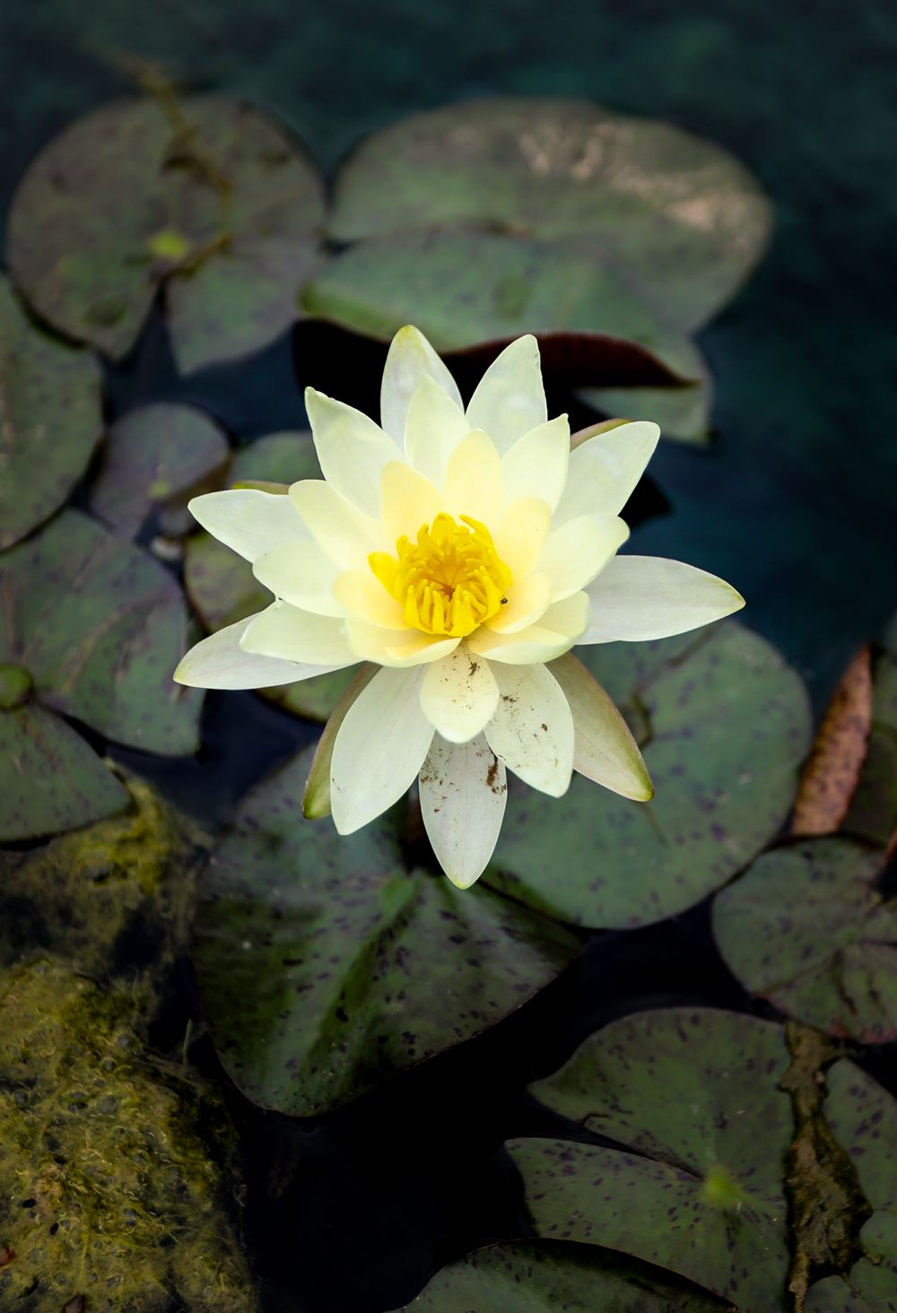 Lily bloom