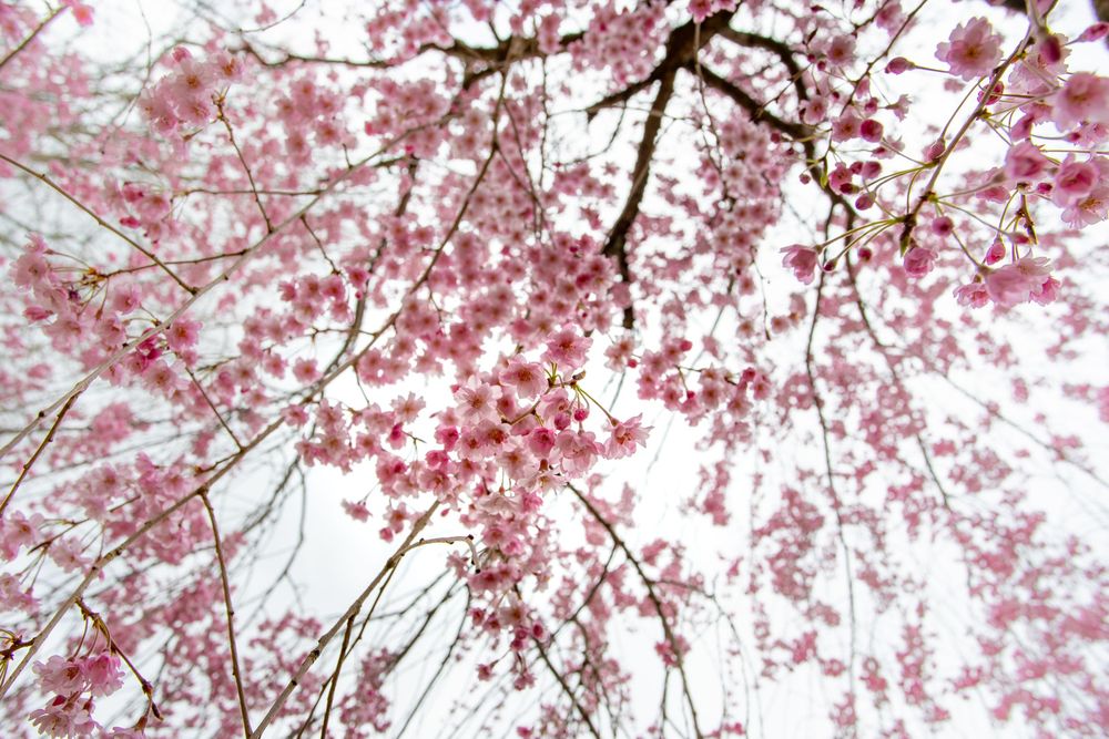 Cherry blossoms