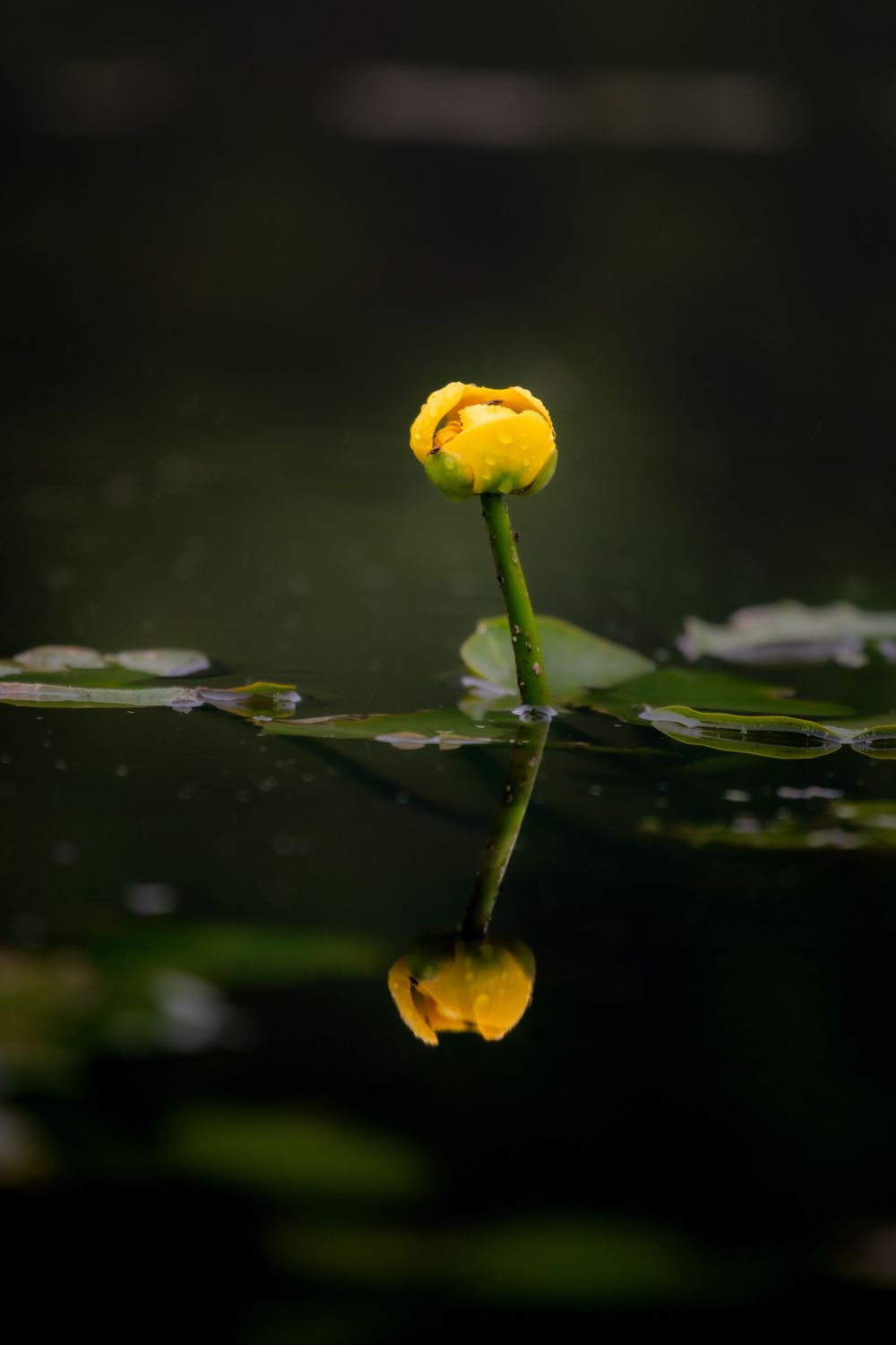 Lilypad
