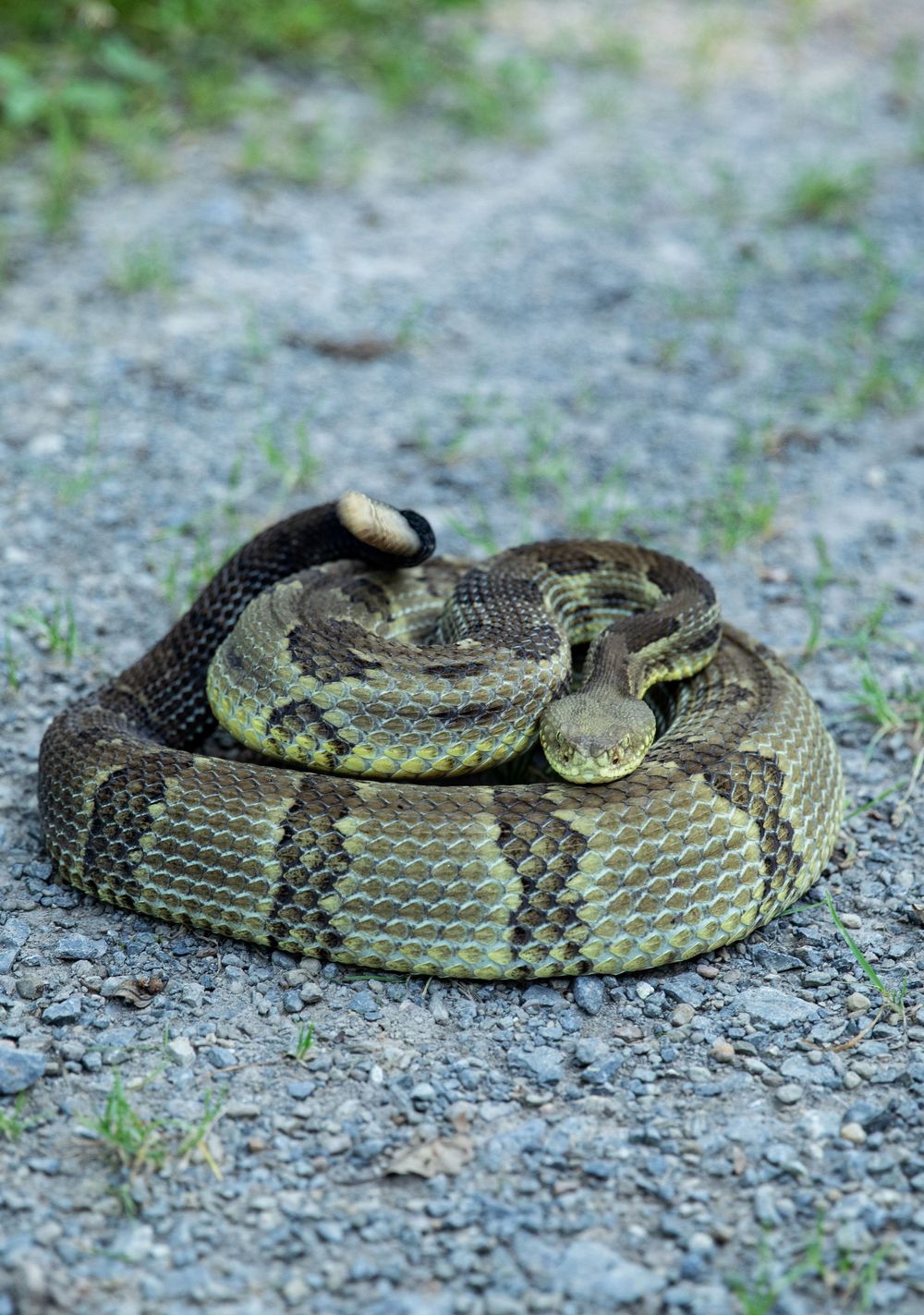 Rattlesnake