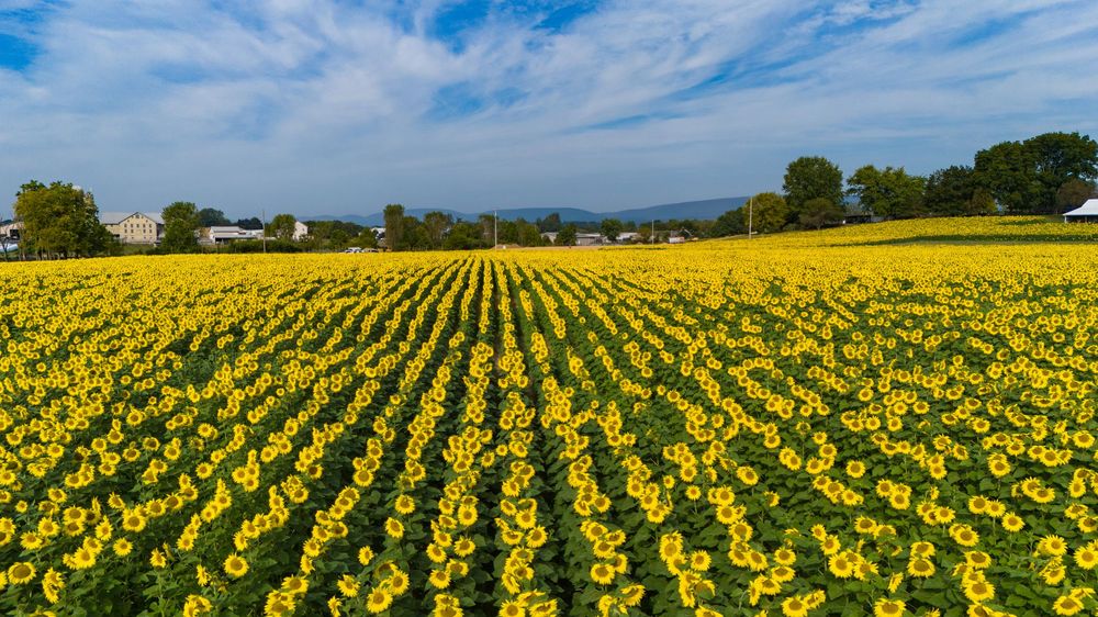 Sunflowers
