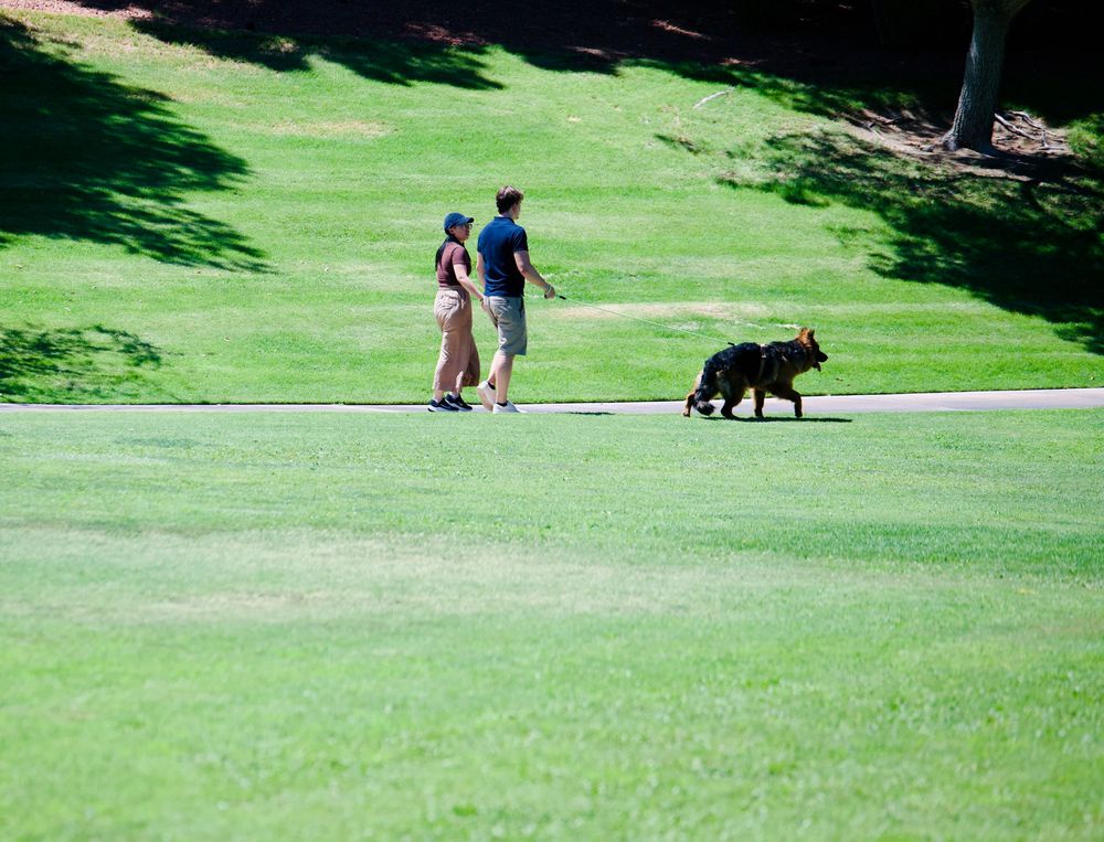 Couple walking their German Shepherd dog on a lush green golf course on a sunny day.