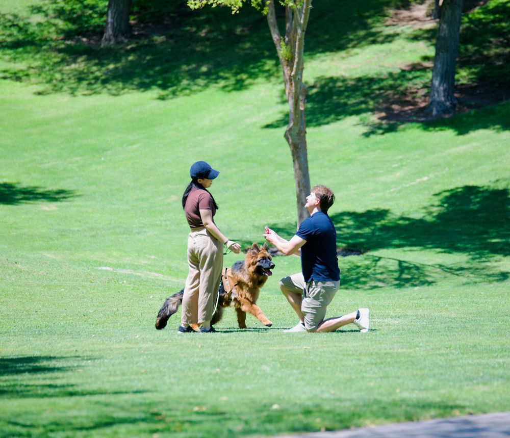 Man kneeling on grass proposing to woman with German Shepherd dog present in sunny park.