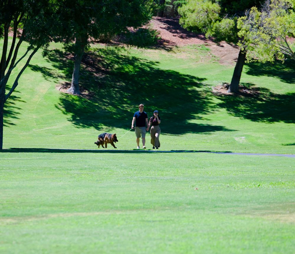 Two people walk a dog across a lush green golf course surrounded by tall trees on a sunny day.