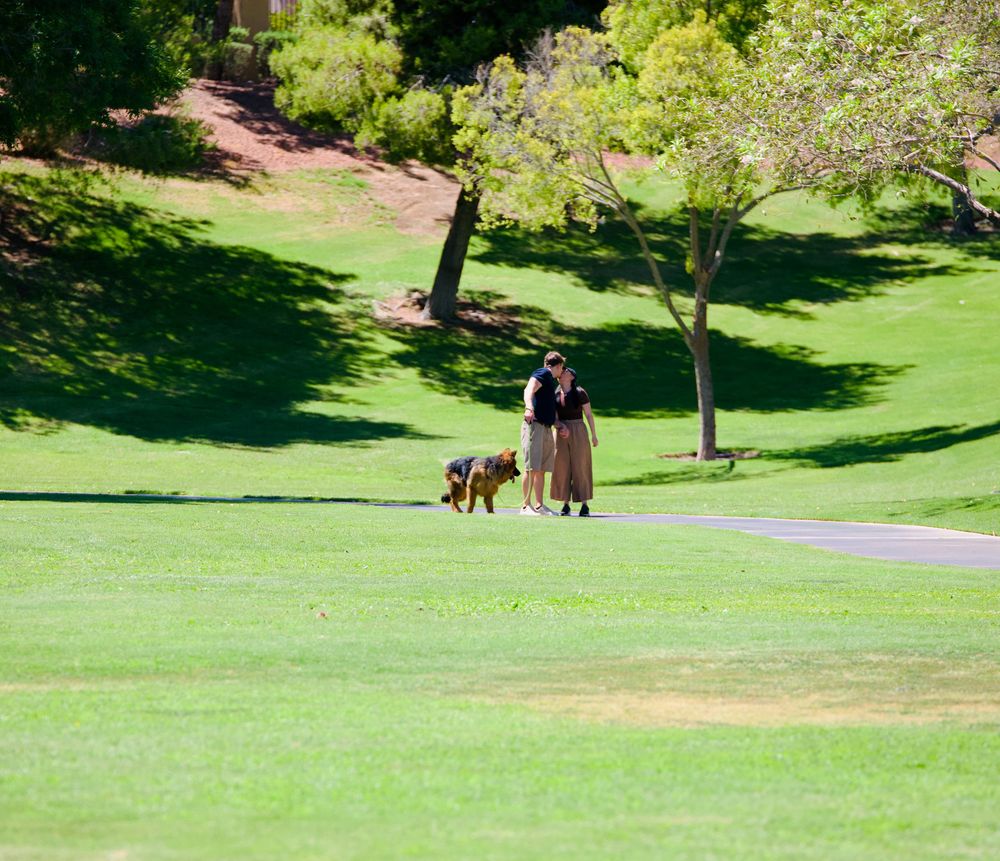 A person walks two dogs on a lush green golf course surrounded by trees on a sunny day.