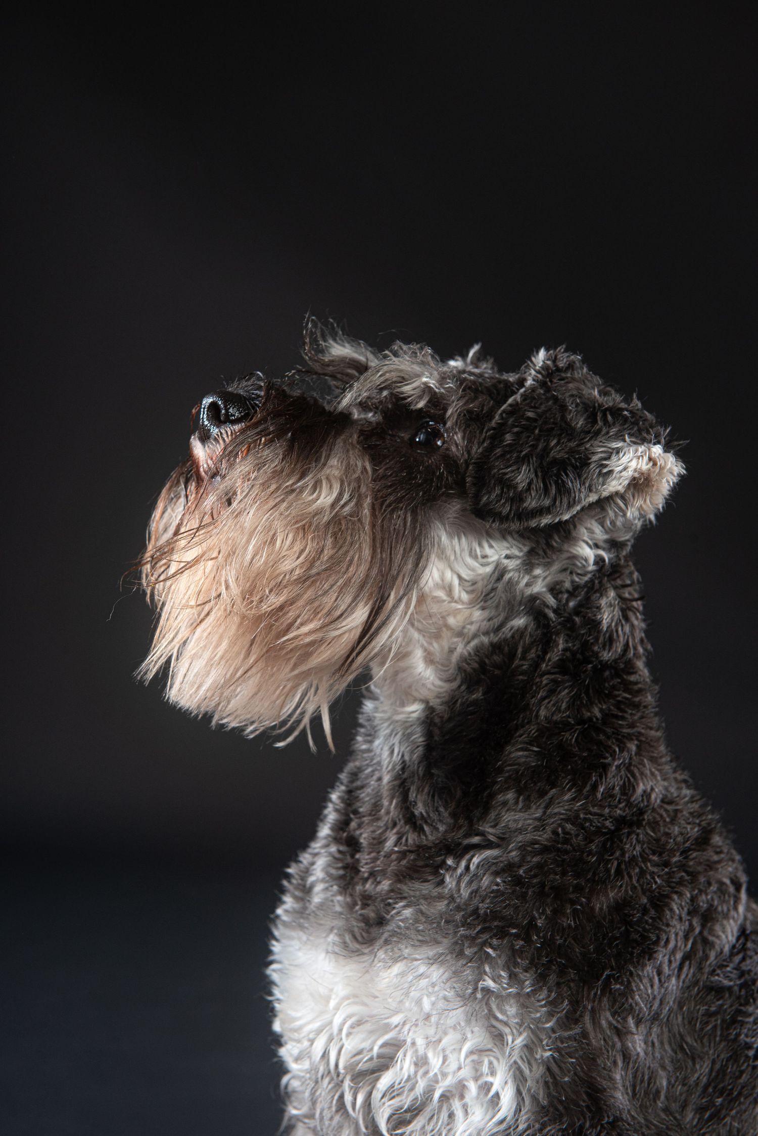 A Basset Hound with long droopy ears and soulful blue eyes poses against a gray studio background.
