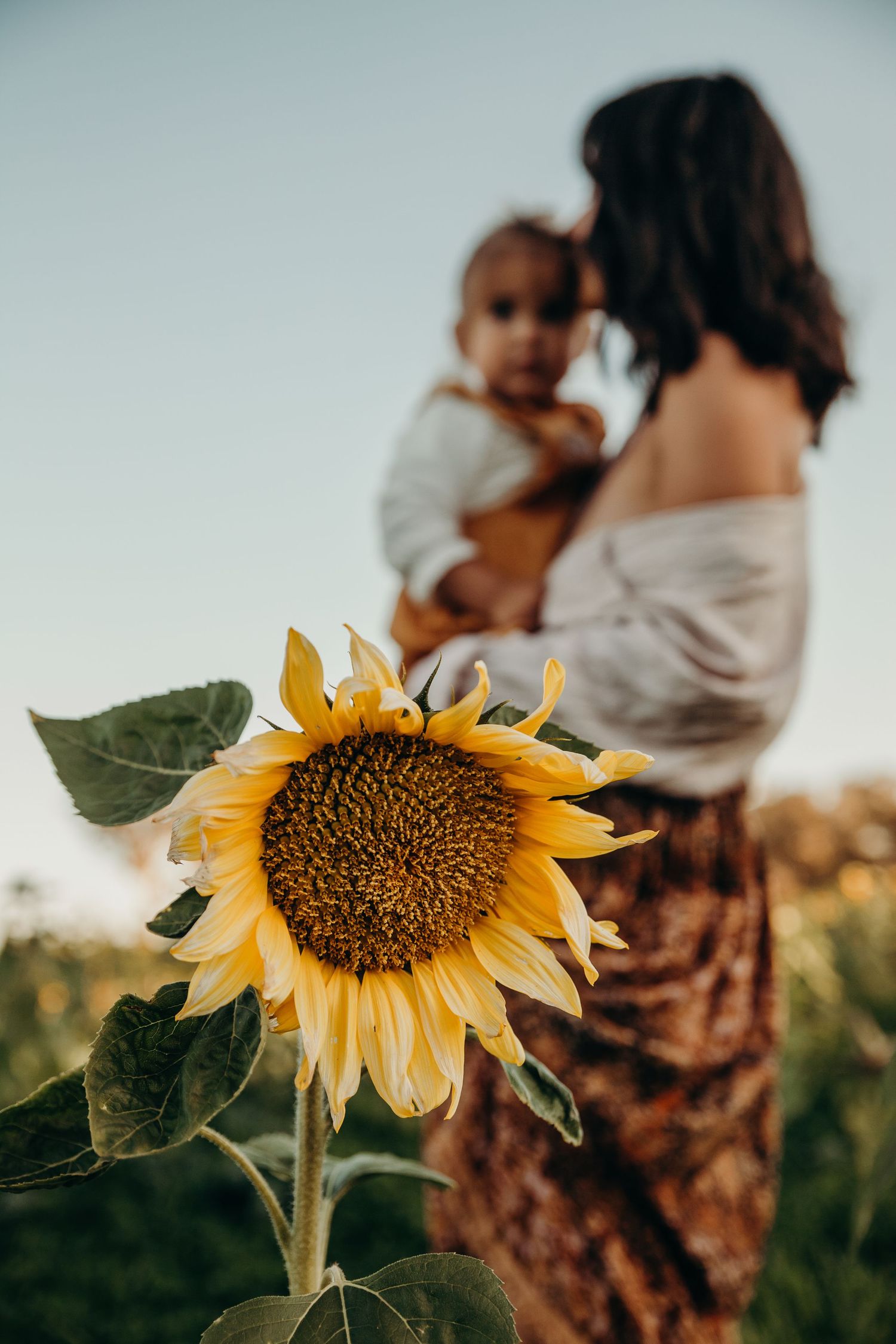Vibrant sunflower in foreground with blurred mother holding baby in sunflower field at dusk.
