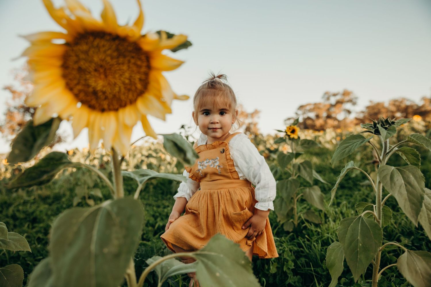 Adorable toddler girl in mustard overalls sitting among tall sunflowers in sunny field.