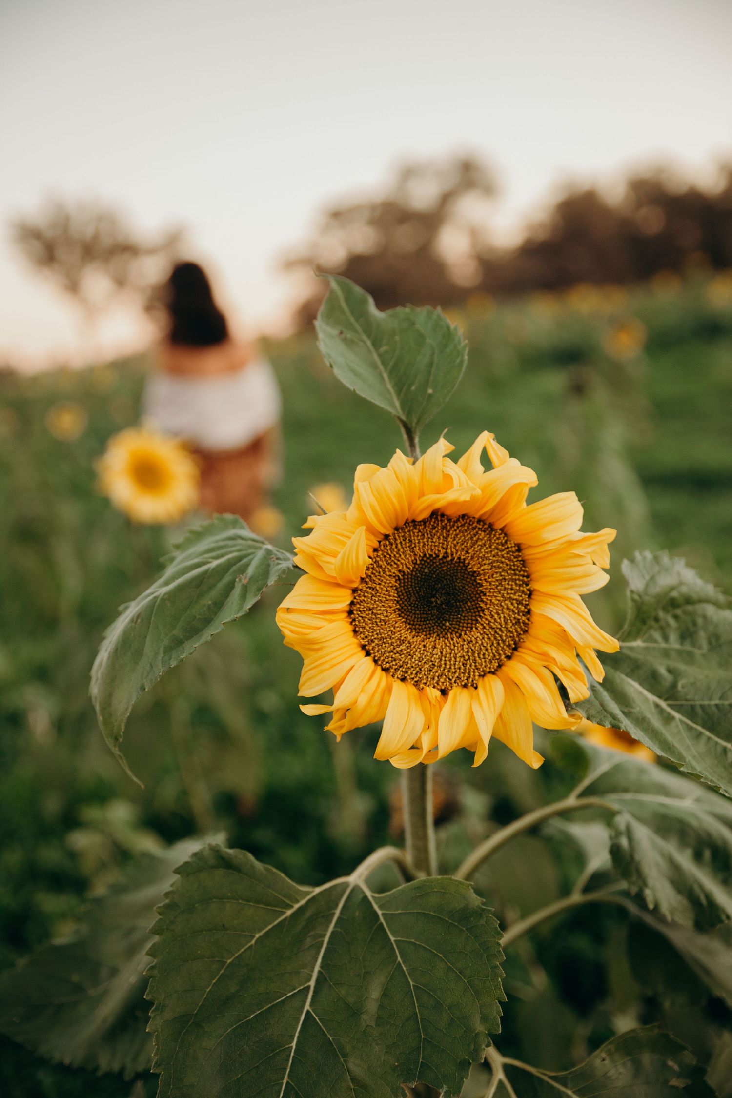 Close-up of a bright yellow sunflower with a woman walking through a sunflower field behind it.