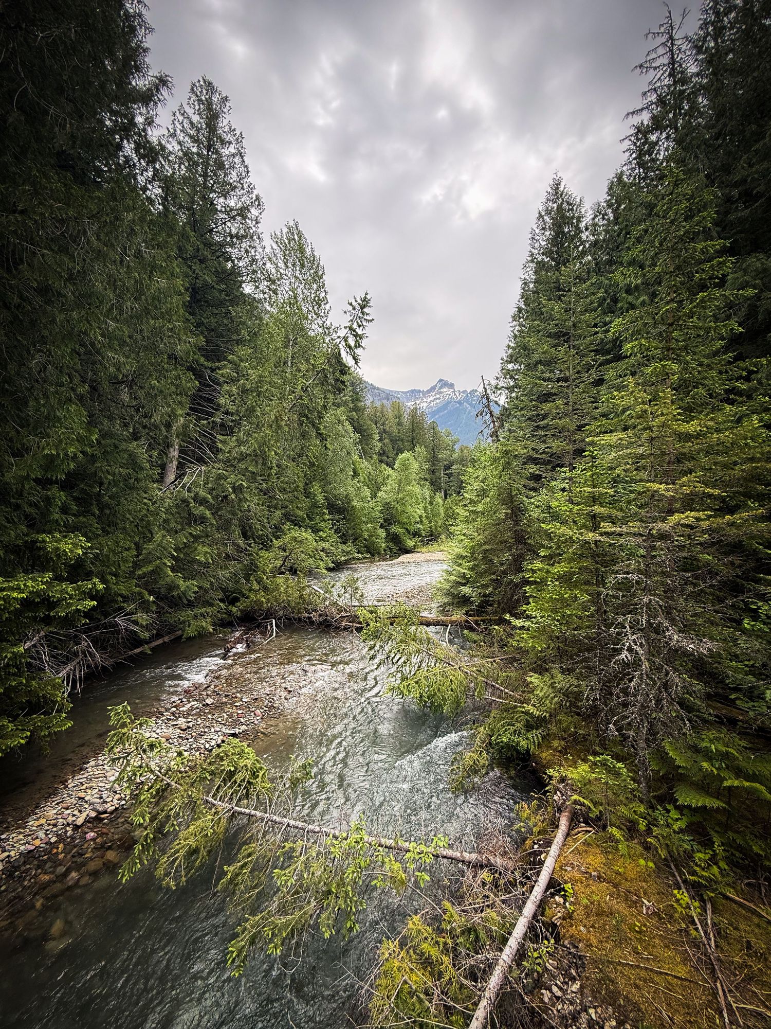 Scenic mountain river landscape framed by evergreen trees with rocky cliffs and lush green forest in background.