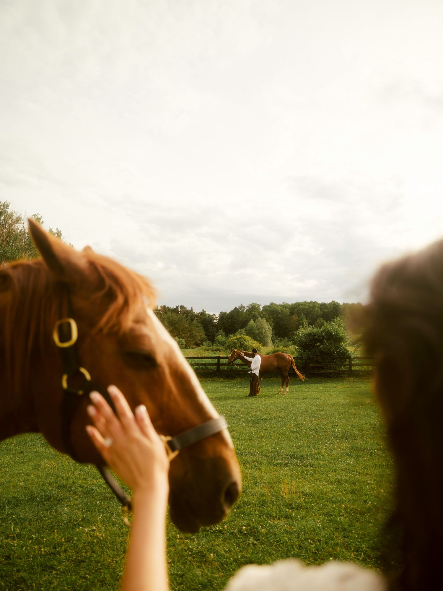 A person gently touches a chestnut horse's nose in a sunny green pasture with another horse and handler in the background.