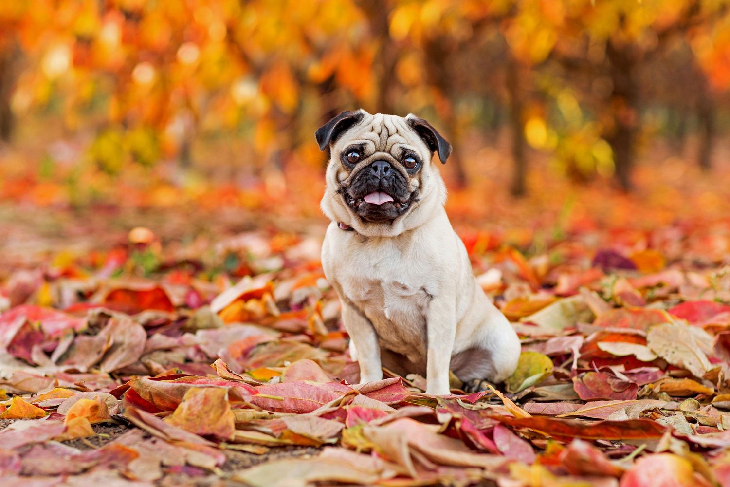 Pug amongst vibrant persimmon leaves in perth hills