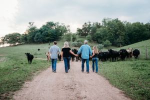People walking on a dirt path through a green pasture with black cows grazing on the hillside.
