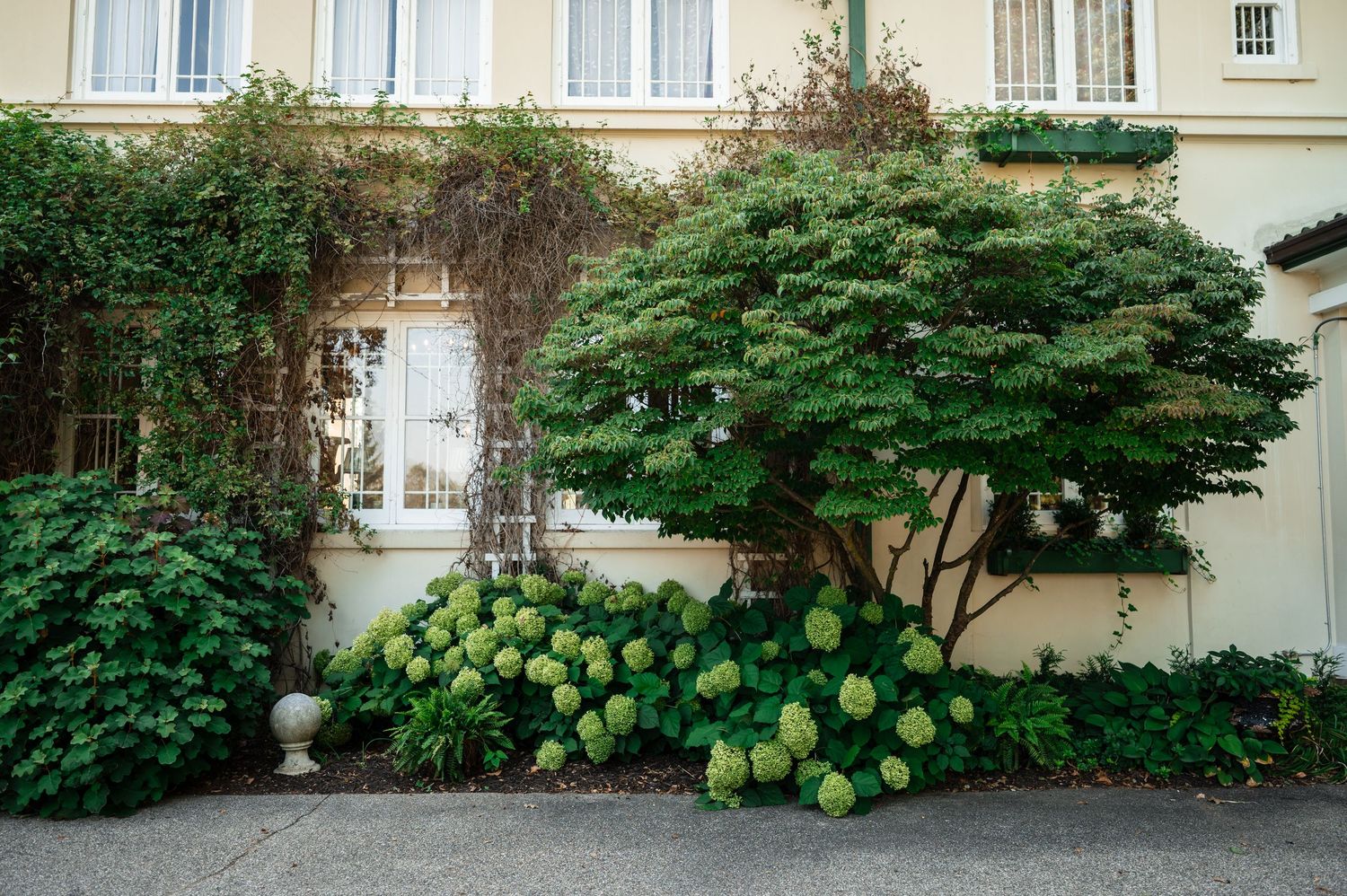Lush green garden with hydrangeas and Japanese maple tree in front of an elegant cream-colored building facade.