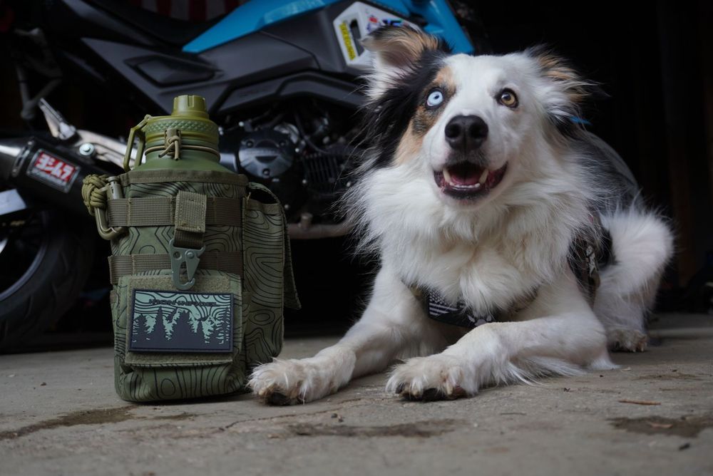 A fluffy Border Collie dog with heterochromia lies beside a tactical green MOLLE water bottle pouch near a motorcycle.