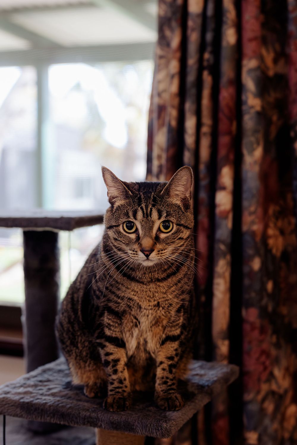 A tabby cat sits attentively on a cat tree near floral curtains and a bright window indoors.