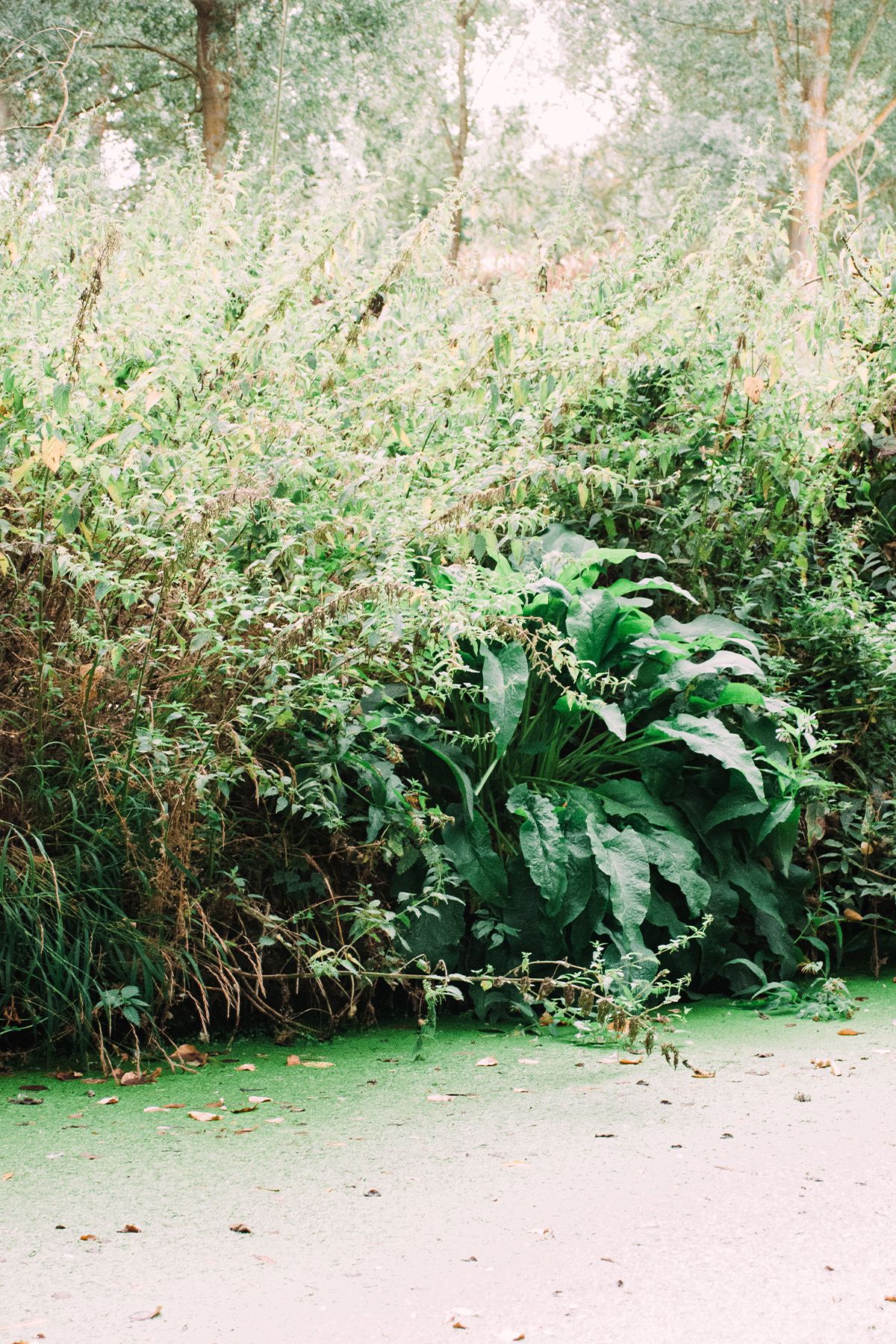 Dense green foliage with large leafy plants and wild shrubs growing along a forest river edge.  River Blackwater.