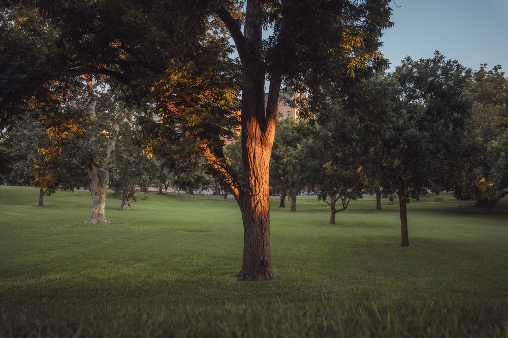 Warm sunset light illuminates a tree trunk in a serene green park with lush trees.