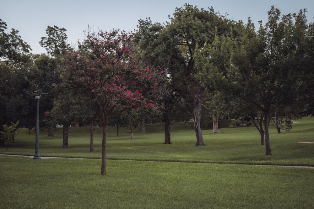 Lush green park with diverse trees including a vibrant pink flowering tree under a clear sky.