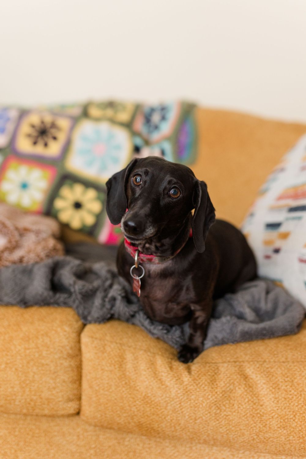 Black dachshund dog wearing a red collar lying on a gray pet bed on a yellow sofa with colorful pillows.