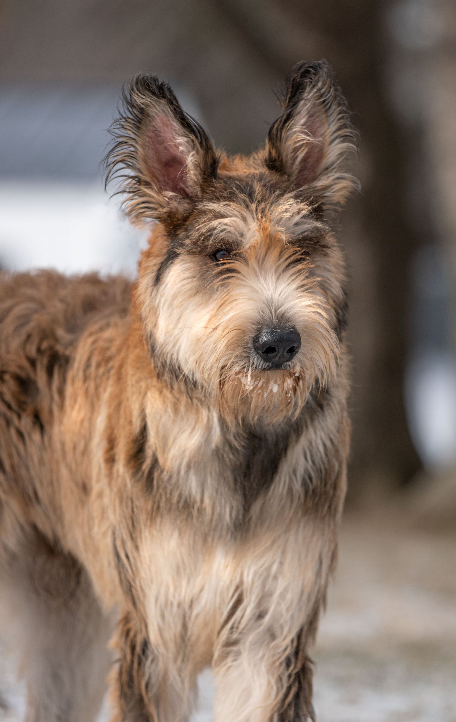A shaggy brindle dog with large ears stands outdoors in a snowy setting, looking directly at the camera.