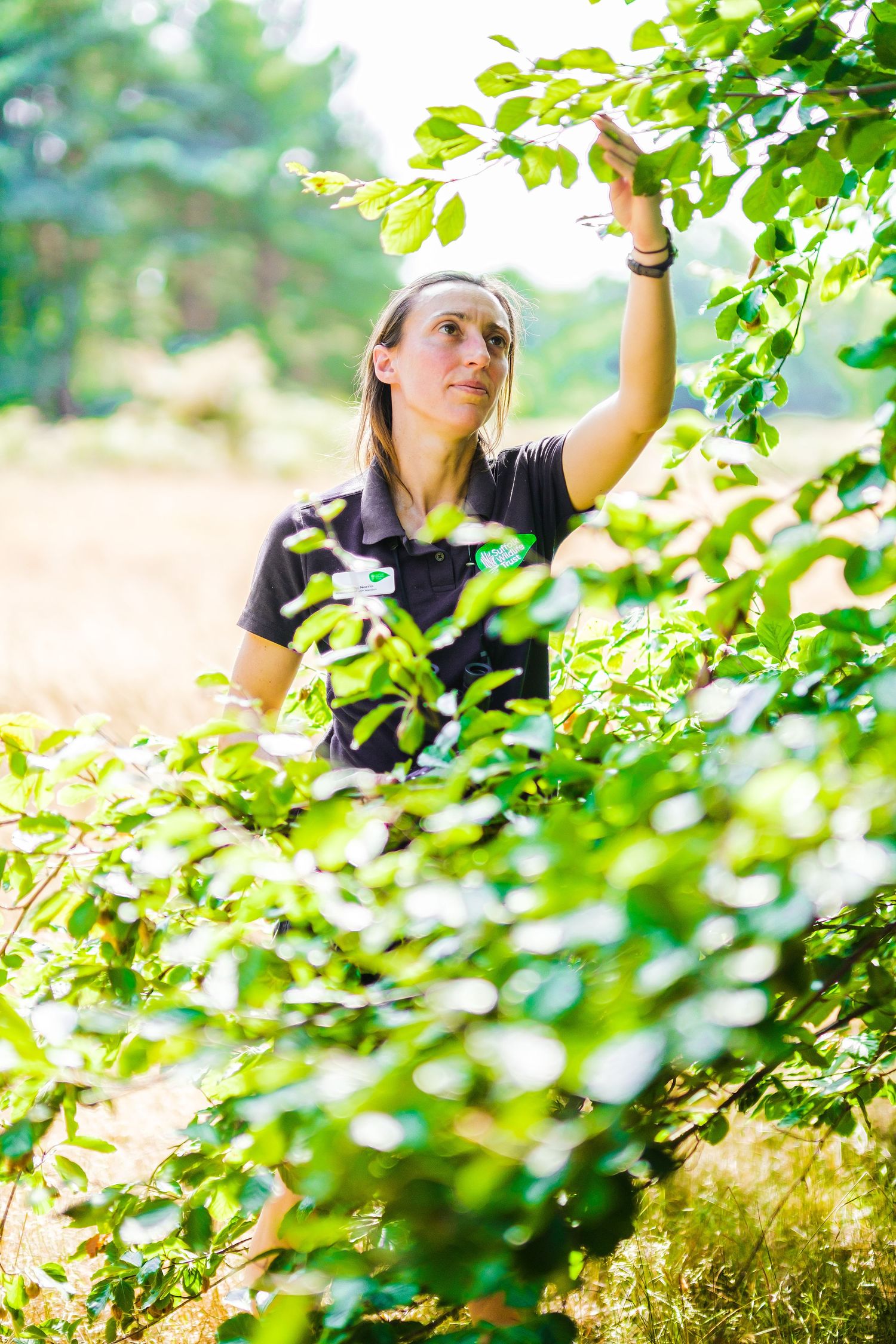 Suffolk Wildlife Trust: Woman in black polo shirt examining green leaves on a bush in a sunny forest setting. Photographed by John Ferguson