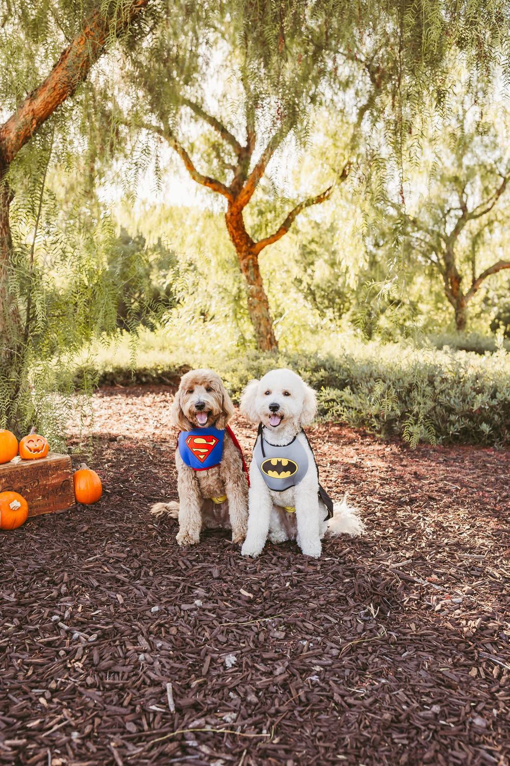 Two dogs in Superman and Batman costumes sit among Halloween pumpkins under a willow tree on wood chip ground.