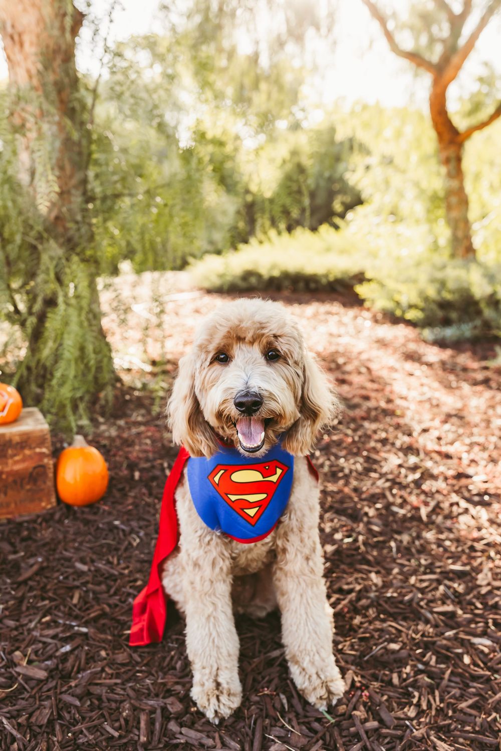 A fluffy goldendoodle dog wearing a Superman costume with cape and bandana sits outdoors near pumpkins.