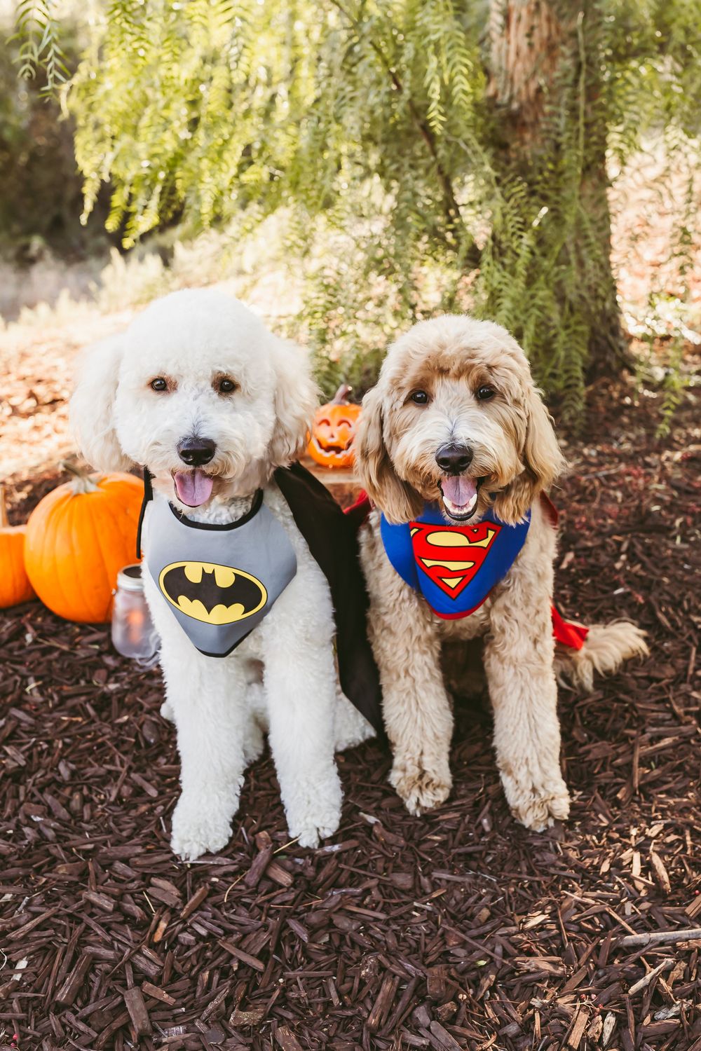Two fluffy dogs wearing Batman and Superman Halloween costumes sit among pumpkins under a tree on wood chip ground.
