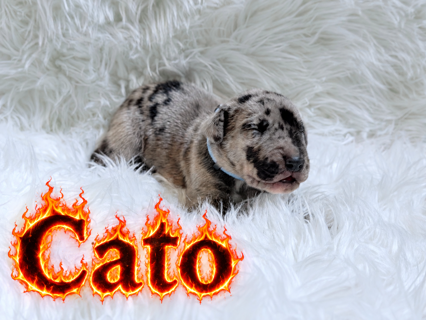 Merle Dachshund puppy named Cato resting on a white fluffy blanket with a fiery text logo.