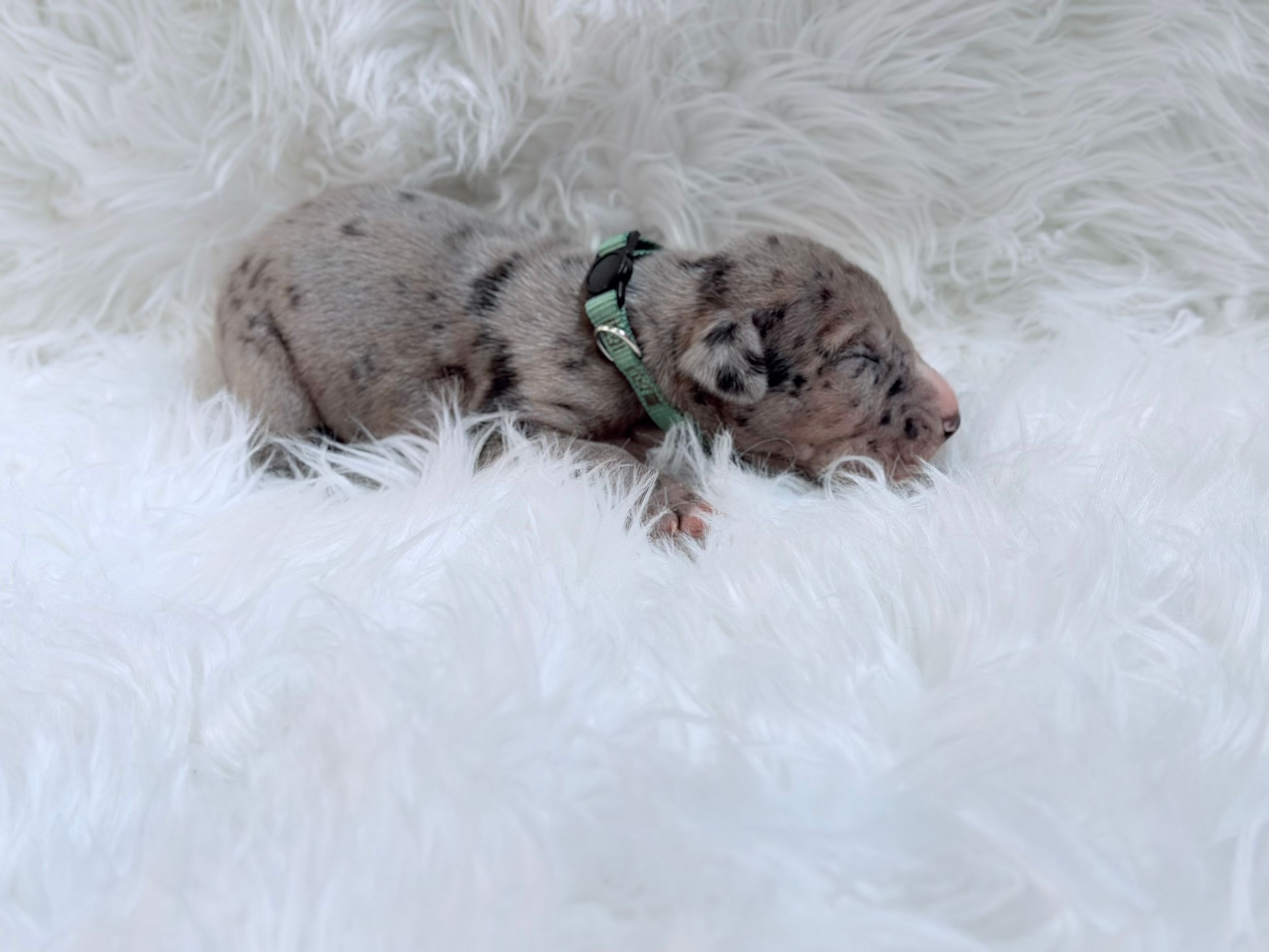 Tiny newborn puppy with merle coat sleeping on fluffy white fur blanket wearing a green collar.