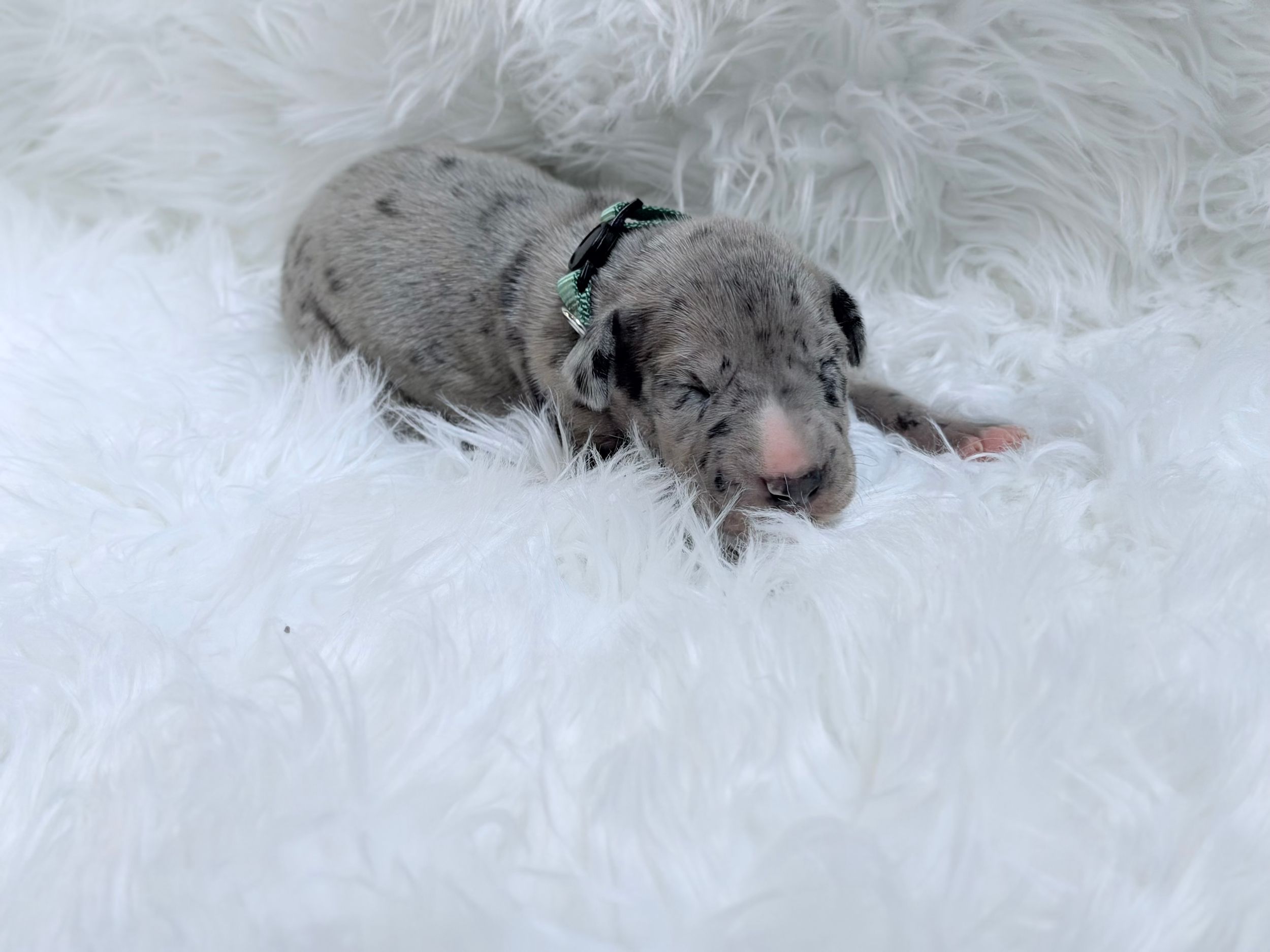 A tiny gray merle puppy with a green collar rests on a fluffy white surface.