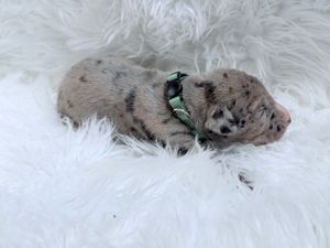 Newborn merle puppy with green collar sleeping on white fluffy blanket.