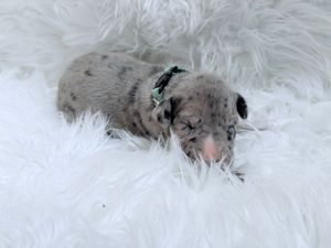 Tiny newborn merle puppy sleeping on a fluffy white blanket with a small green collar.