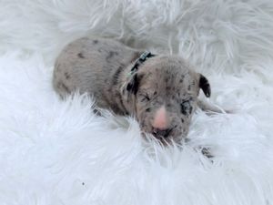 Tiny merle puppy with pink nose resting on fluffy white fur blanket, newborn dog with blue and gray speckled coat.