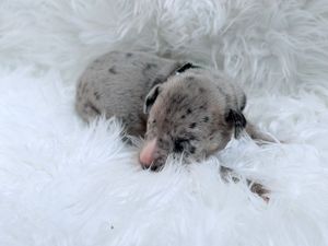 Newborn merle puppy sleeping peacefully on a fluffy white blanket, showing spotted gray and black coat markings.
